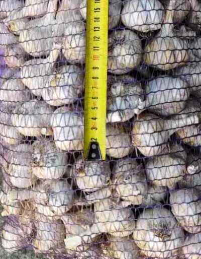 Часник сорт Харківський фіолетовий - Чеснок посадочный сорт Харьковский фиолетовый