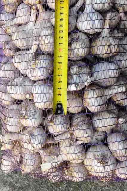 Часник сорт Харківський фіолетовий