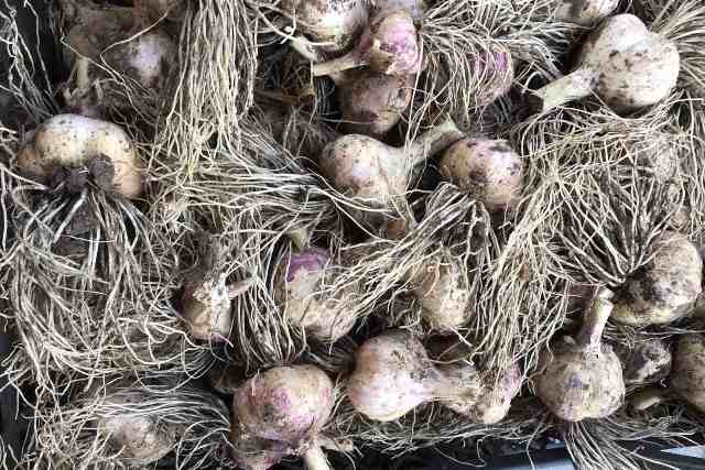 Часник на посадку - Ціна часнику на посадку