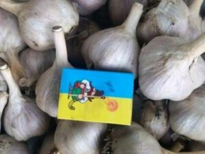 Часник сорт Лідер - Чеснок посадочный сорт Лидер