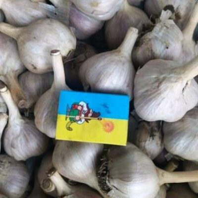 Часник сорт Лідер - Чеснок посадочный сорт Лидер