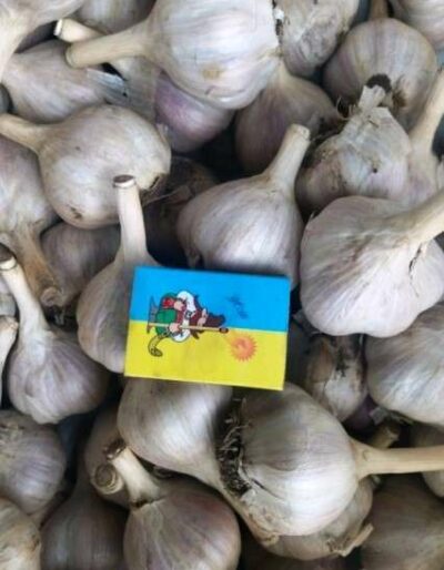 Часник сорт Лідер - Чеснок посадочный сорт Лидер