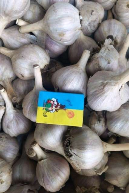 Часник сорт Лідер - Чеснок посадочный сорт Лидер
