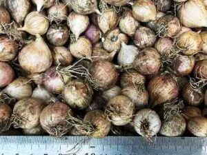 Однозубка сорт Прометей - Однозубка сорт чеснока Прометей