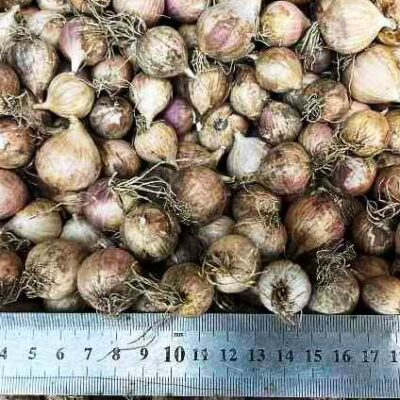 Однозубка сорт Прометей - Однозубка сорт чеснока Прометей