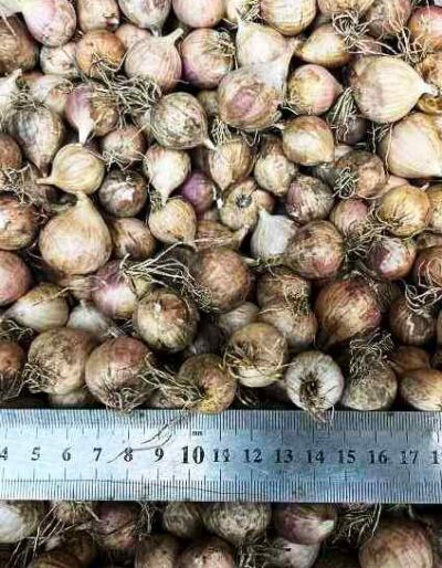 Однозубка сорт Прометей - Однозубка сорт чеснока Прометей