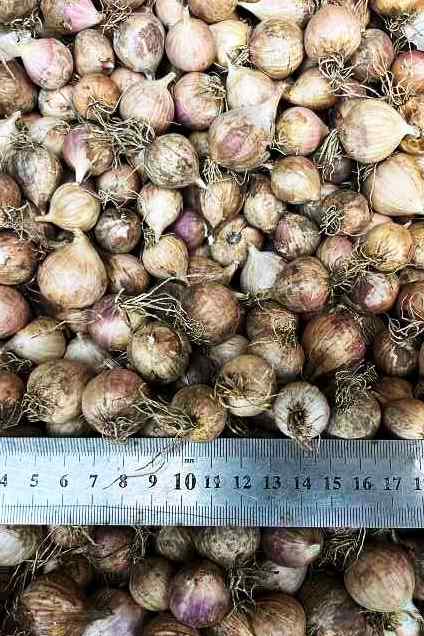 Однозубка сорт Прометей