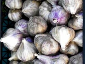 Часник сорт Прометей - Чеснок посадочный сорт Прометей