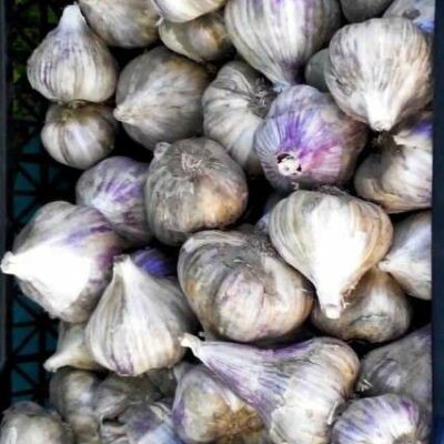 Часник сорт Прометей - Чеснок посадочный сорт Прометей