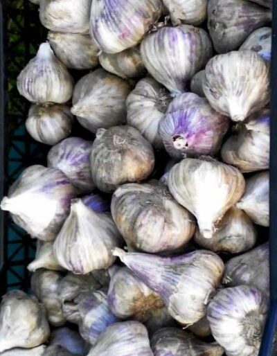 Часник сорт Прометей - Чеснок посадочный сорт Прометей