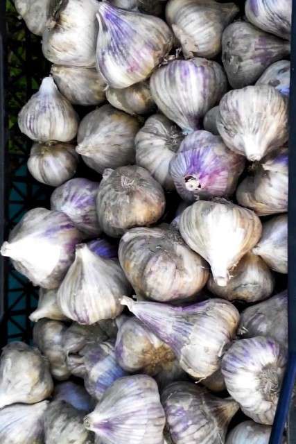 Часник сорт Прометей