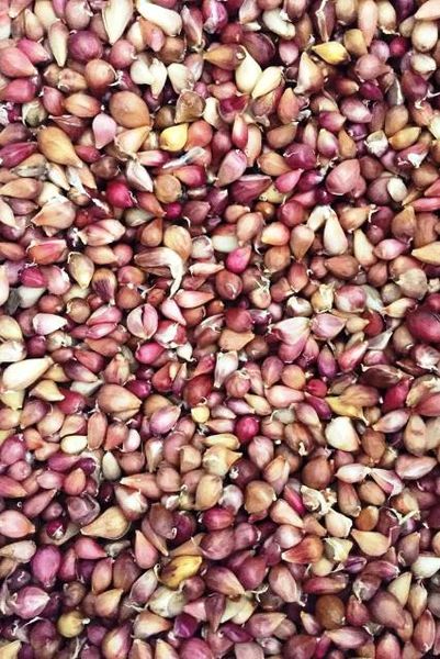 Продаж часнику. Насіння: Воздушка, Однозубка, Часник. Посадковий матеріал часнику - Продаж часнику на посадку в Україні