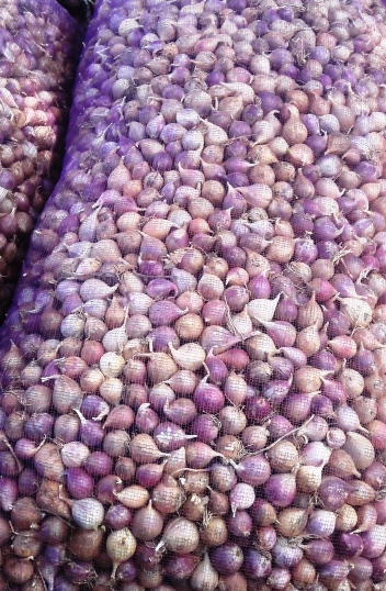 Продаж часнику. Насіння: Воздушка, Однозубка, Часник. Посадковий матеріал часнику - Продаж часнику на посадку в Україні