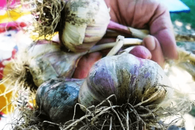 Продаж часнику. Насіння: Воздушка, Однозубка, Часник. Посадковий матеріал часнику - Продаж часнику на посадку в Україні