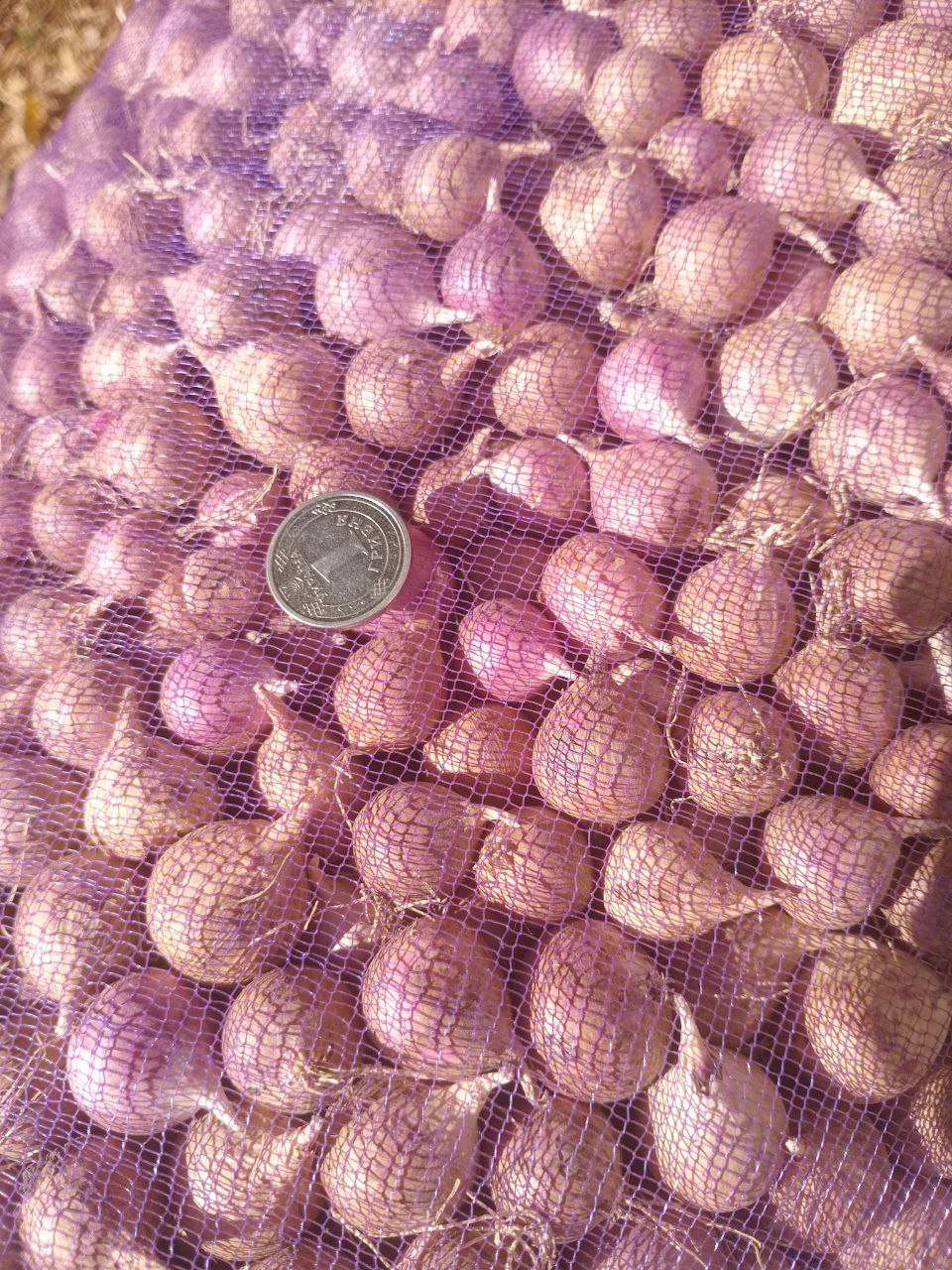 Вибір сорту та купити часник насіння - Выбор сорта и купить семена чеснока