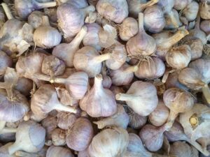 Озимий часник - Озимый чеснок