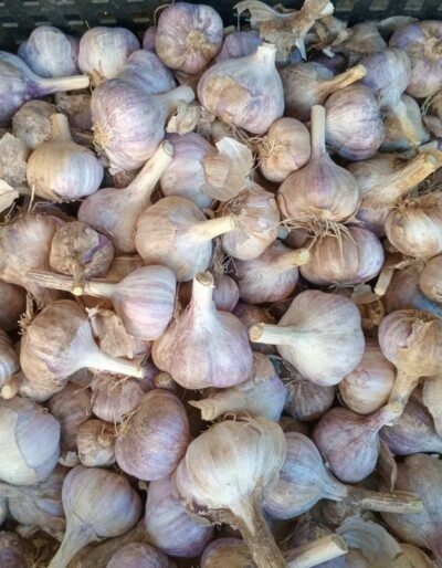 Озимий часник - Озимый чеснок