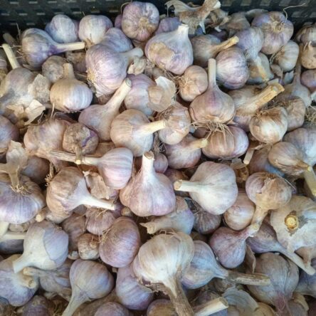 Озимий часник - Озимый чеснок