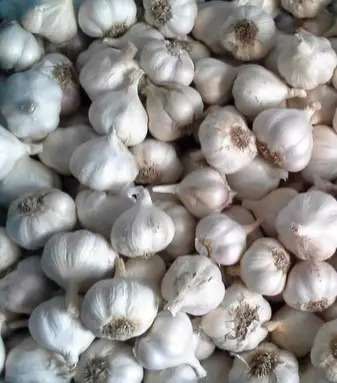 яровий часник